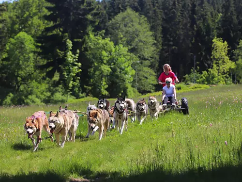 Husky škola – Jízda se psím spřežením
